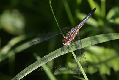 Yellow Sided Skimmer on grass 24.jpg