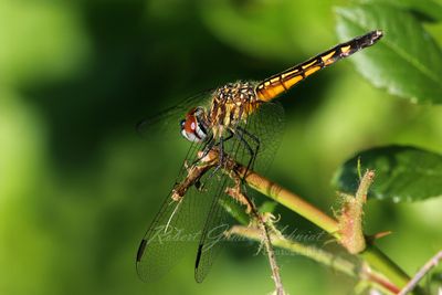 Yellow Sided Skimmer on twig 24.jpg