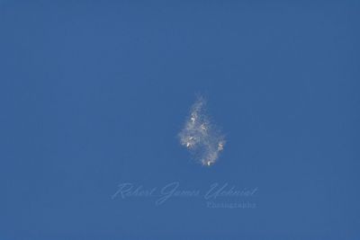 Cottonwood Seed 24.jpg