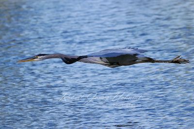 Great Blue Heron stealth 24.jpg