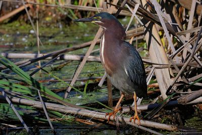 Green Heron on stick 24.jpg