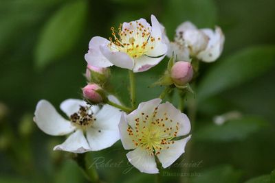 Multiflora Rose group 24.jpg