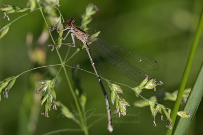 Orange Bluet Damselfly with Mites 24.jpg