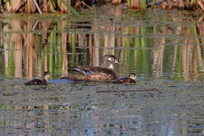 Wood Duck Hen and Ducklings 24.jpg