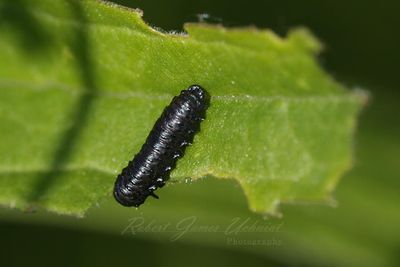 Alder Leave Beetle larvea 24.jpg