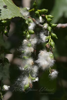 Cottonwood Seed Pods 24.jpg