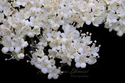 Guelder Rose 24.jpg