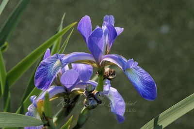 Northern Blue Flag Iris 24.jpg