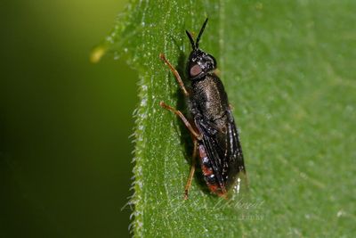 Soldier Fly 24.jpg