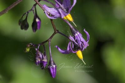 Bittersweet Nightshade 24.jpg