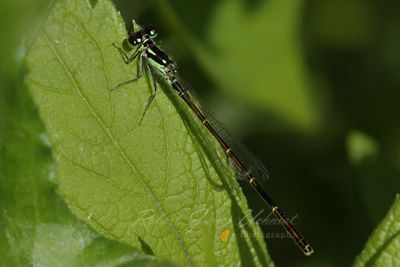 Fragile Forktail Damselfly 2 24.jpg