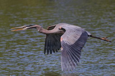 Great Blue Heron wingtips in water 24.jpg