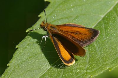 Least Skipper 24.jpg