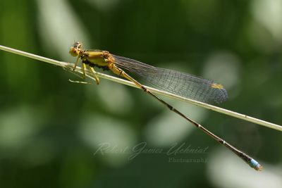 Orange Bluet Damsel fly on grass 24.jpg