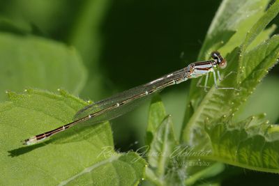 Stream Bluet Damselfly on leaf 24.jpg