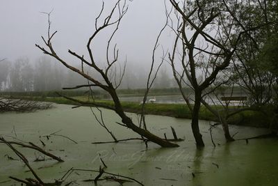 LSCM Fog 2 24.jpg