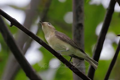 Warbling Vireo 24.jpg