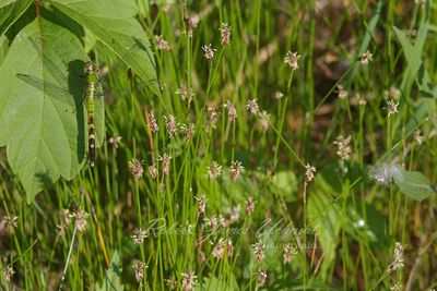 Eastern Pondhawk corner 24.jpg