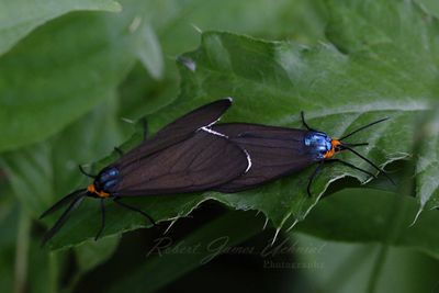 Virginia Ctenucha Moths mating 24.jpg