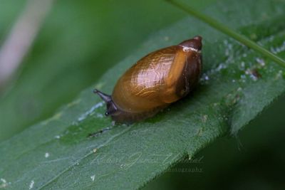 Amber Snail 24.jpg