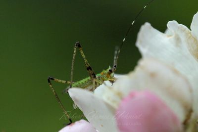 Bush Katydid 24.jpg