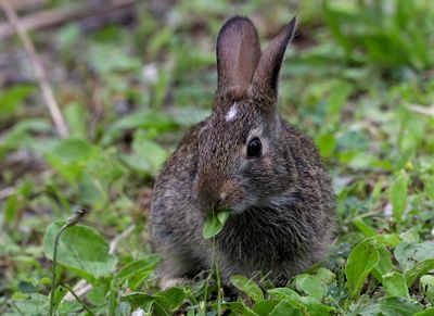 Rabbit with leaf 24.jpg