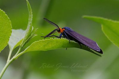 Virginia Ctenucha Moth on leaf 24.jpg