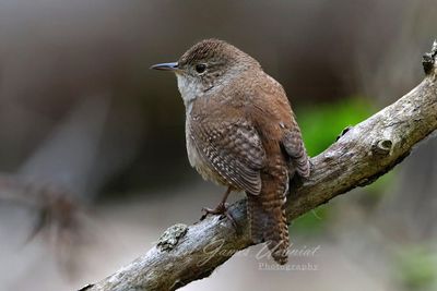 House Wren back 24.jpg