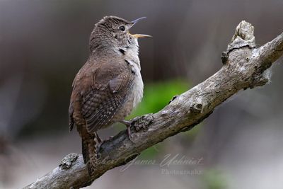 House Wren Singing 2 24.jpg