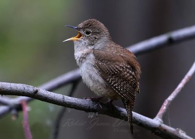 House Wren Singing 24.jpg