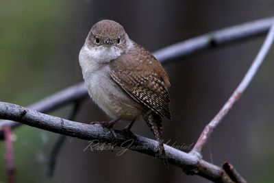 House Wren Staring 24.jpg