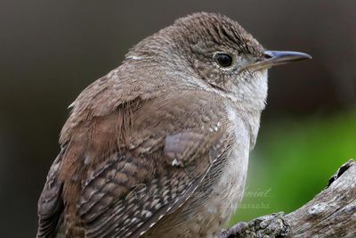 House Wren close 24.jpg