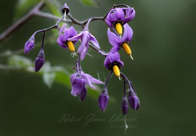 Bittersweet Nightshade 2 24.jpg