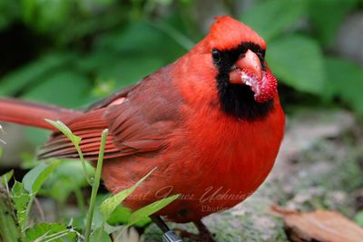 Cardinal male with False Strawberry 24.jpg