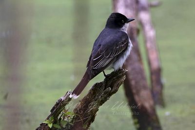 Eastern Kingbird in marsh 24.jpg