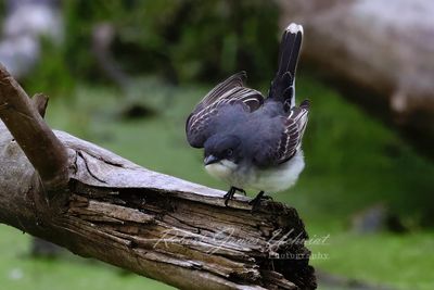 Eastern Kingbird ready for takeoff 24.jpg