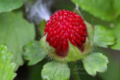 False Strawberry 24.jpg