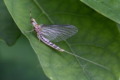 Mayfly on leaf 24.jpg