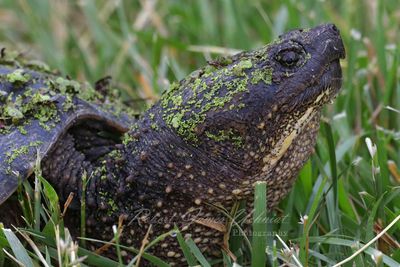 Snapping Turtle close up 24.jpg