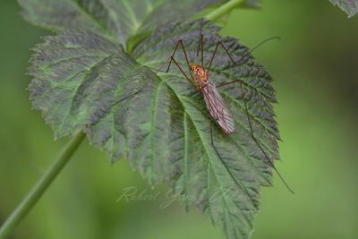 Tiger Cranefly 24.jpg
