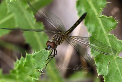 Yellow Sided Field Skimmer on Burweed 24.jpg