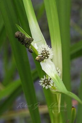 Branched Bur-Reed 24.jpg