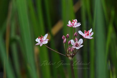 Flowering Rushs 24.jpg