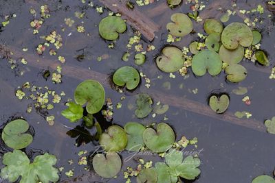 Frogbit and Duck Weed 2 24.jpg