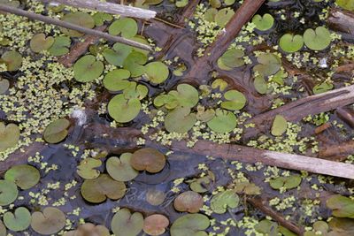 Frogbit and Duck Weed 24.jpg