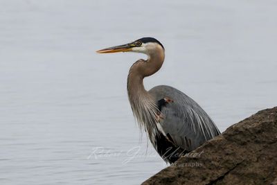 Great Blue Heron and Fog 24.jpg