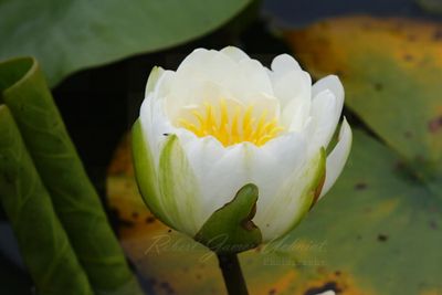 Fragrant Water Lilly 24.jpg