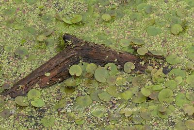 Frogbit Duck Weed and Wood 24.jpg