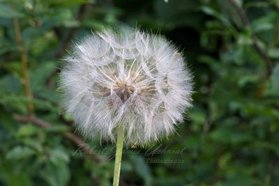 Salsify seed head 24.jpg