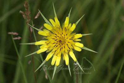 Yellow Salsify 24.jpg